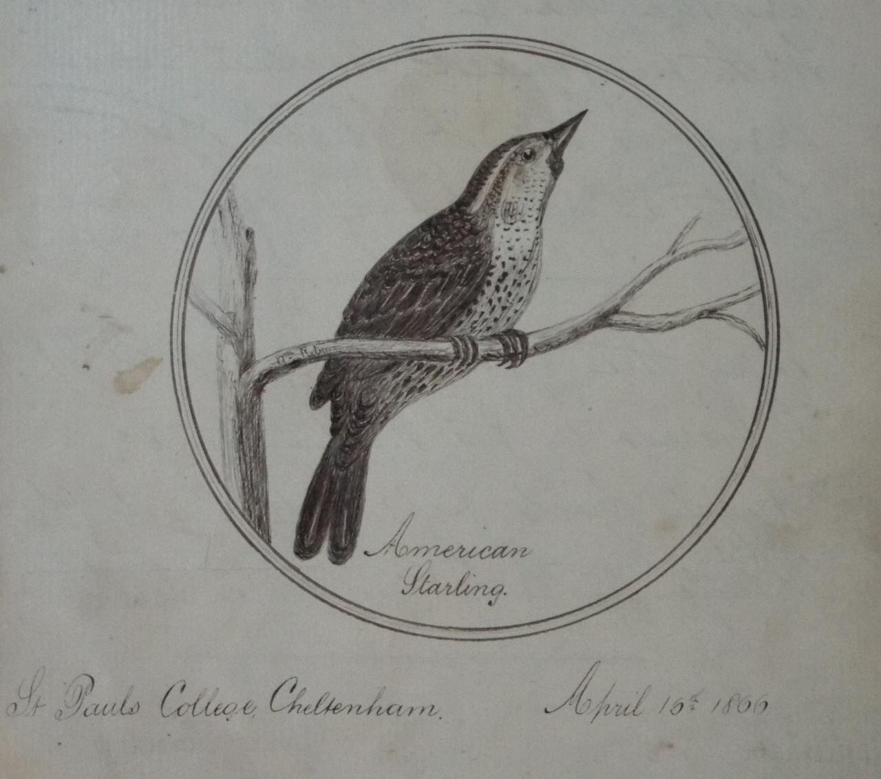 Ink & watercolur - American Starling. St, Paul's College Cheltenham. April 15th 1866.