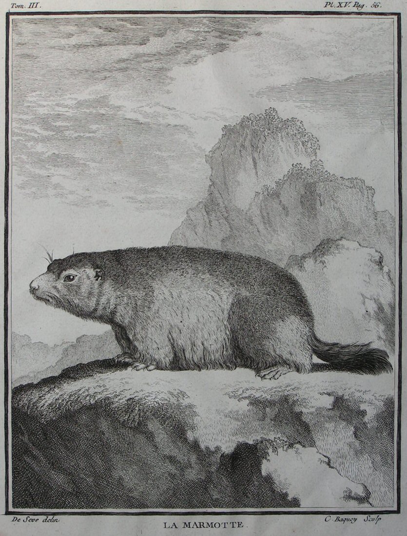 Print - La Marmotte - Baquoy