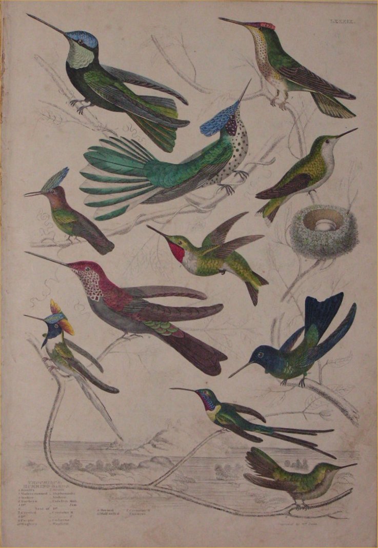 Print - 089 Trochillus, Humming Birds - Milne