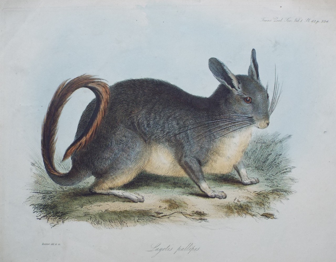 Print - Lagotis pallipes. - 