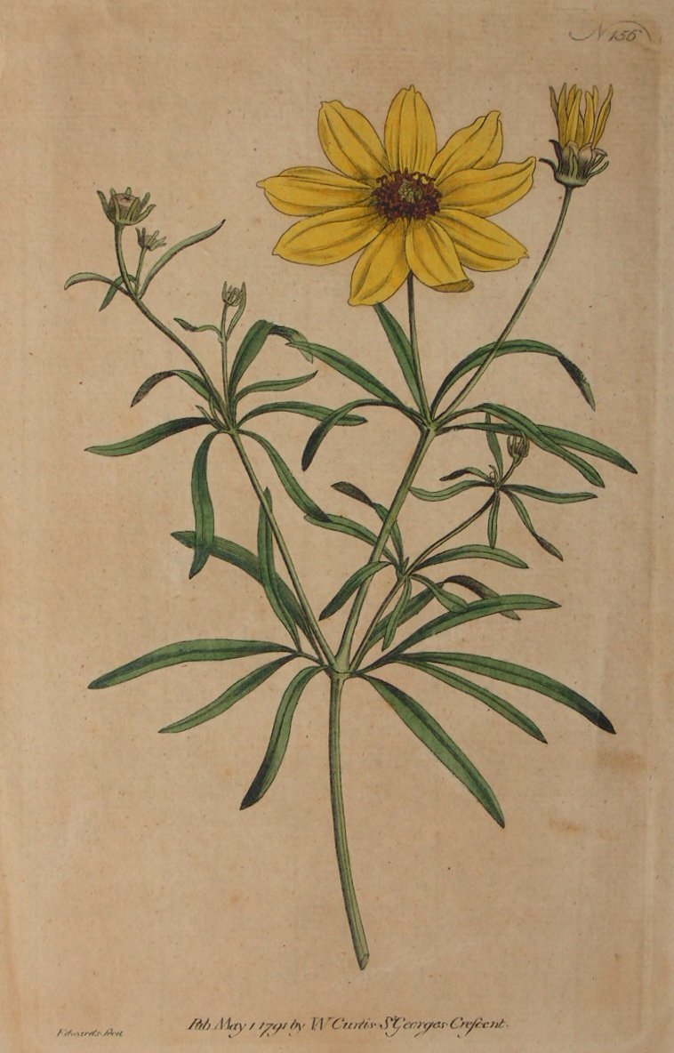 Print - (Yellow Daisy)