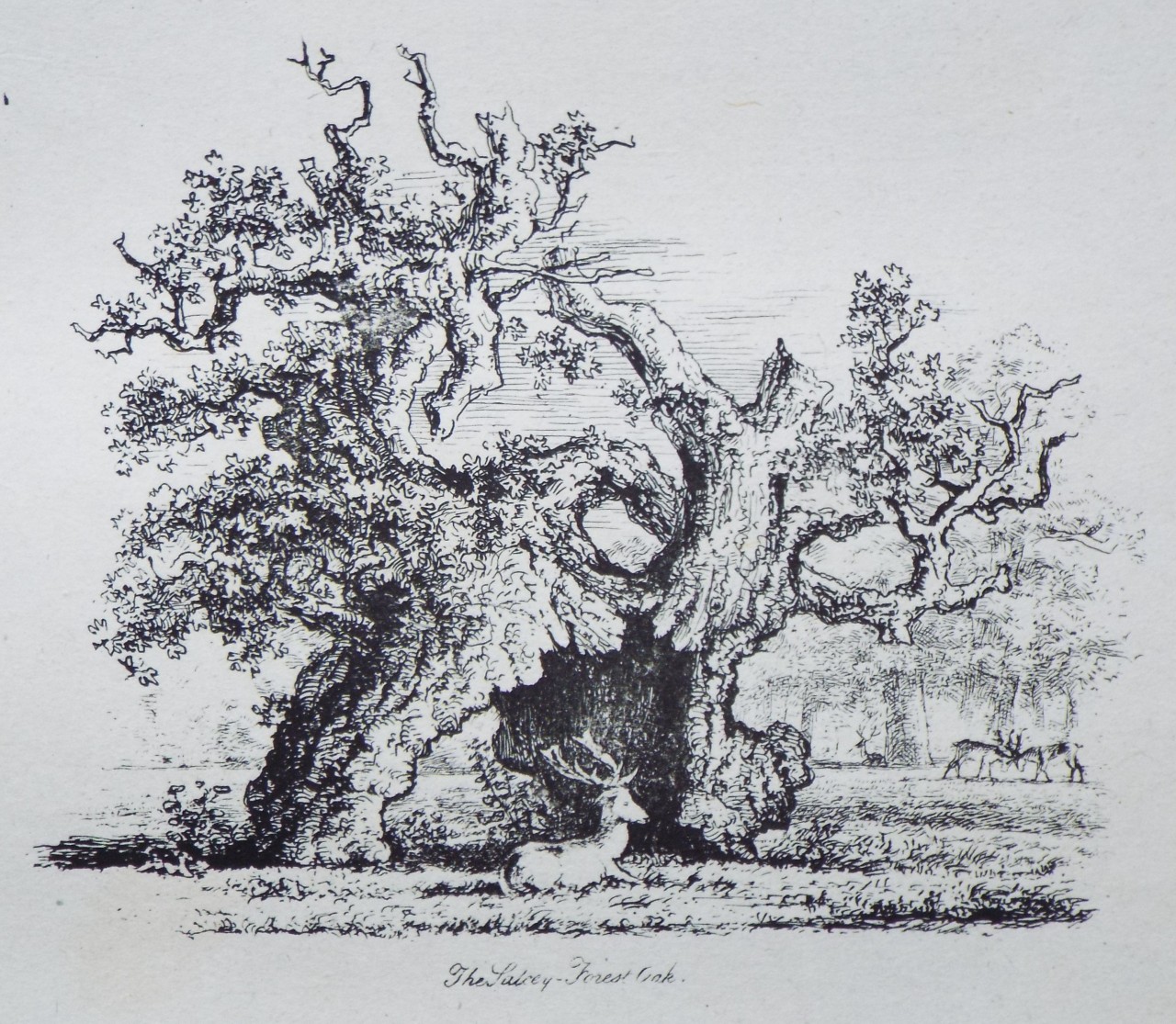 Etching - The Salcey Forest Oak. - Strutt
