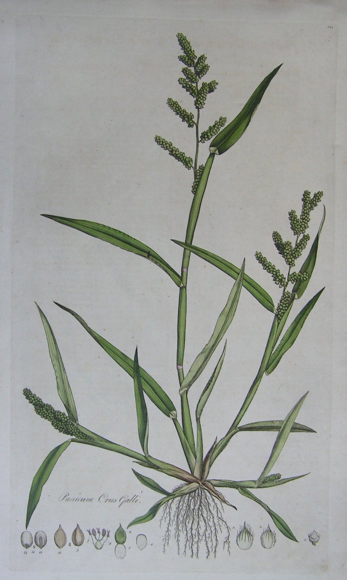 Print - Panicum Crus Galli