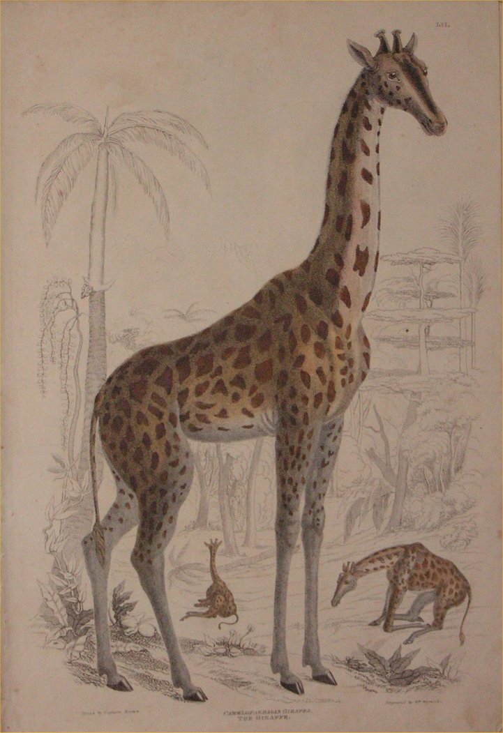 Print - 052 Camelopardalis Giraffa, The Giraffe - Milne