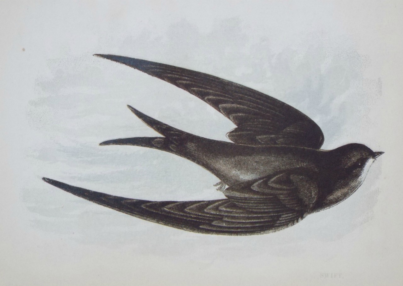 Chromo-lithograph - Swift.