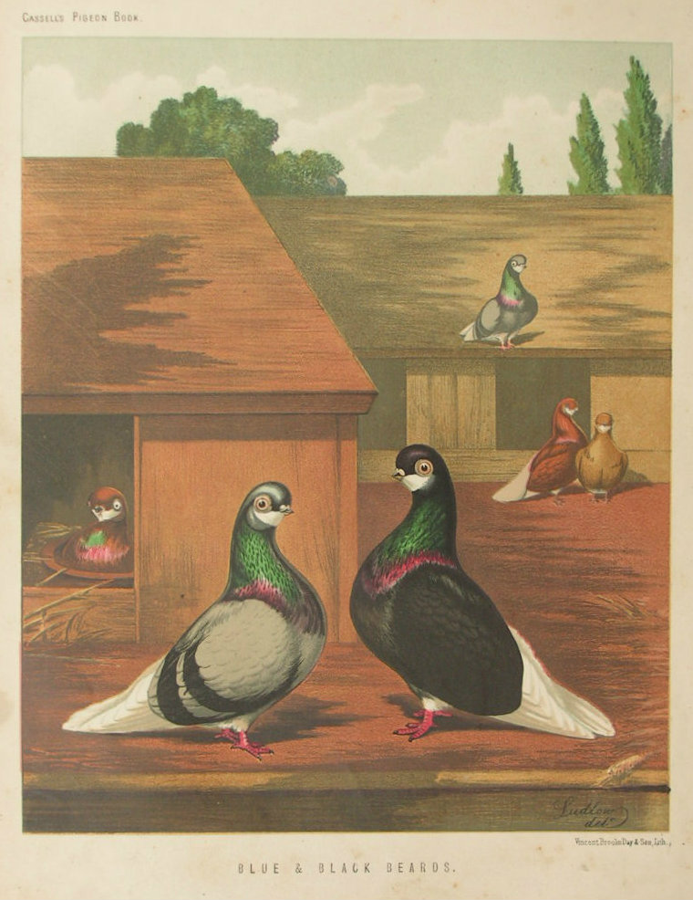 Chromolithograph - Blue & Black Beards