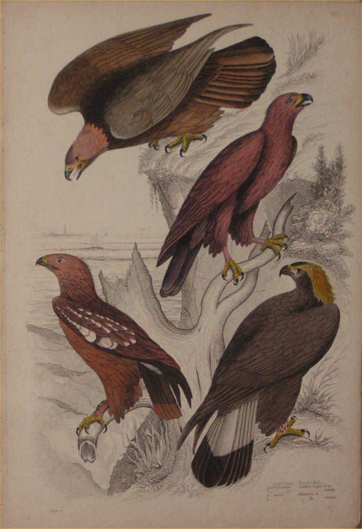 Print - 003 Aquila, Eagles - Milne