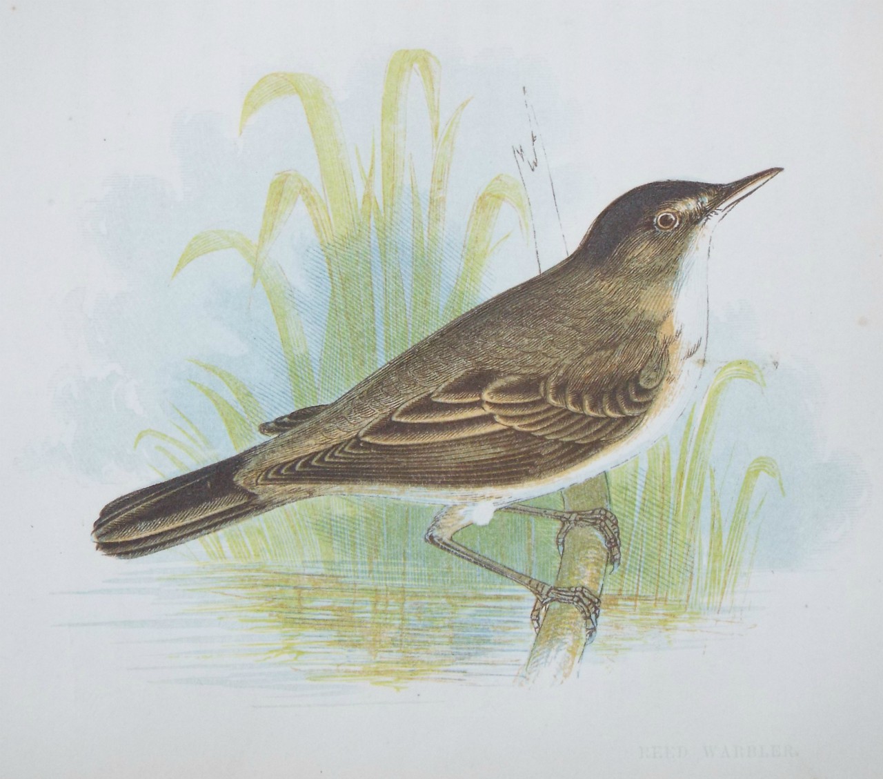 Chromo-lithograph - Reed Warbler.