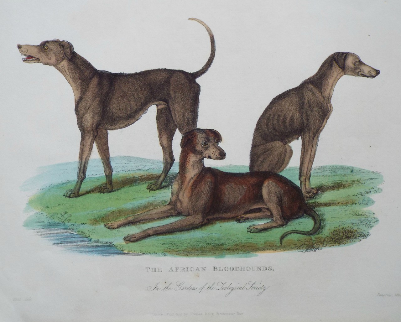 Print - The African Bloodhounds, In the Gardens of the Zoological Society. - 