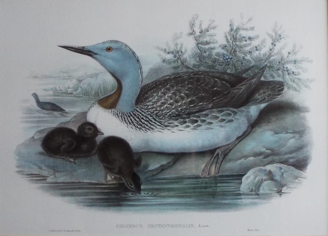 Lithograph - Colymbus Septentrionalis, Linn.