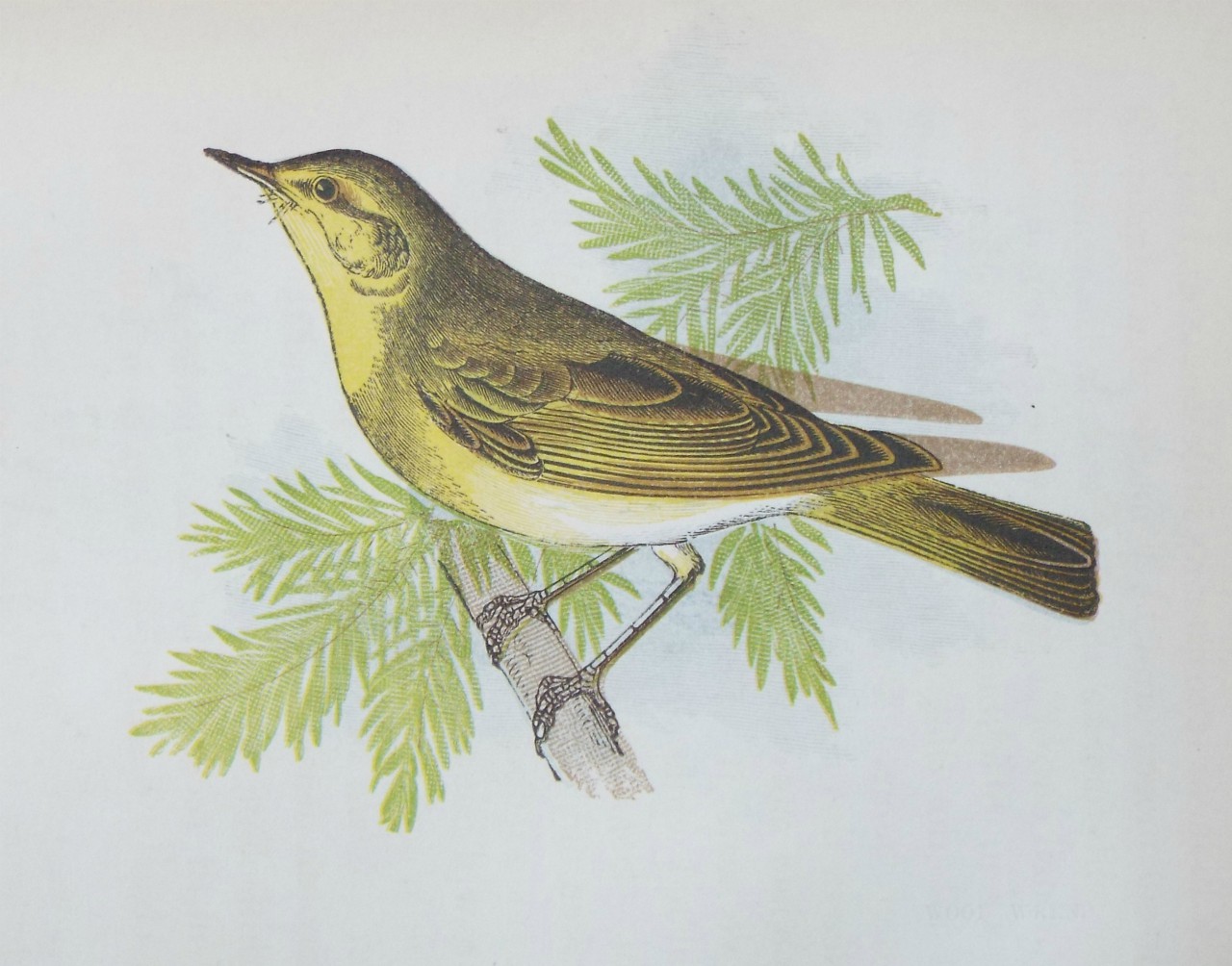 Chromo-lithograph - Wood Wren.