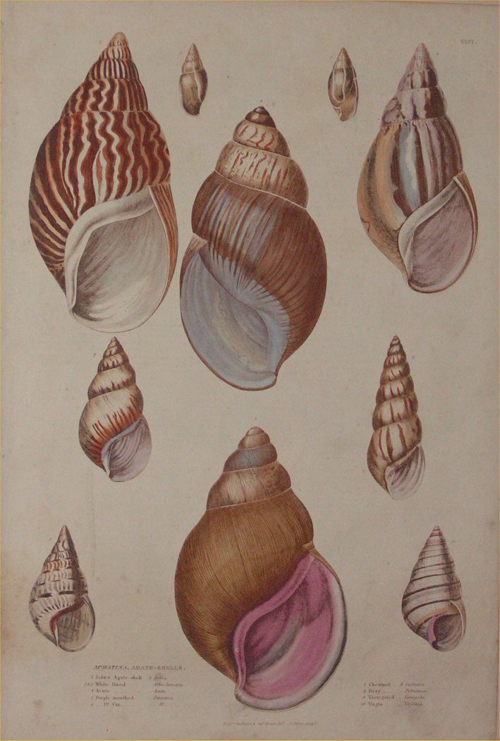 Print - 046 Achatina, Agate Shells - Milne