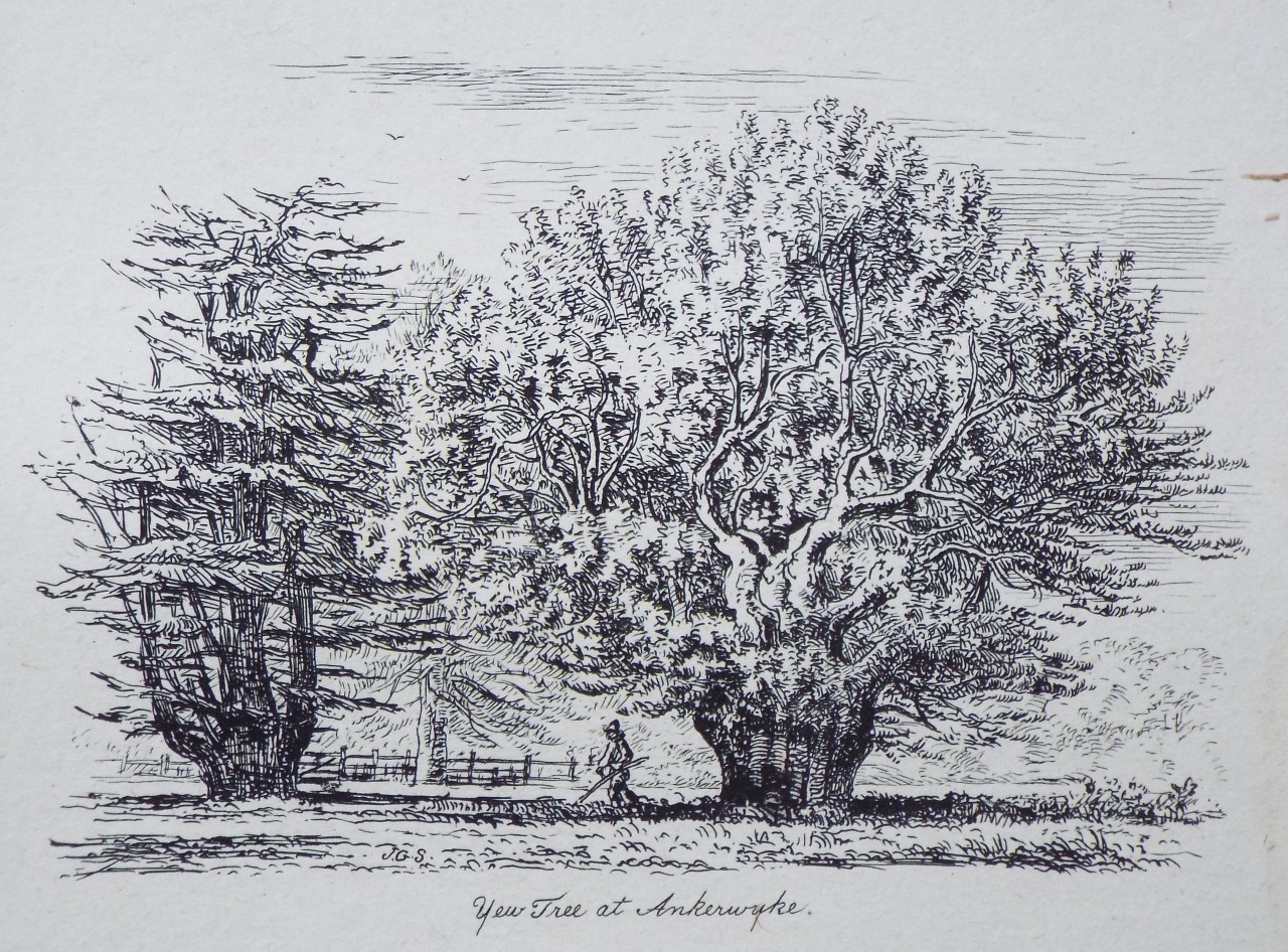Etching - Yew Tree at Ankerwyke. - Strutt
