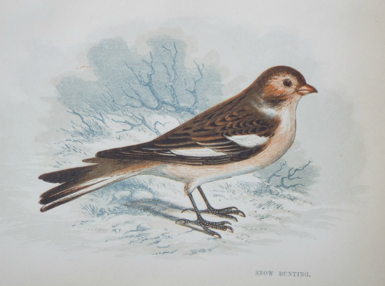 Chromo-lithograph - Snow Bunting.