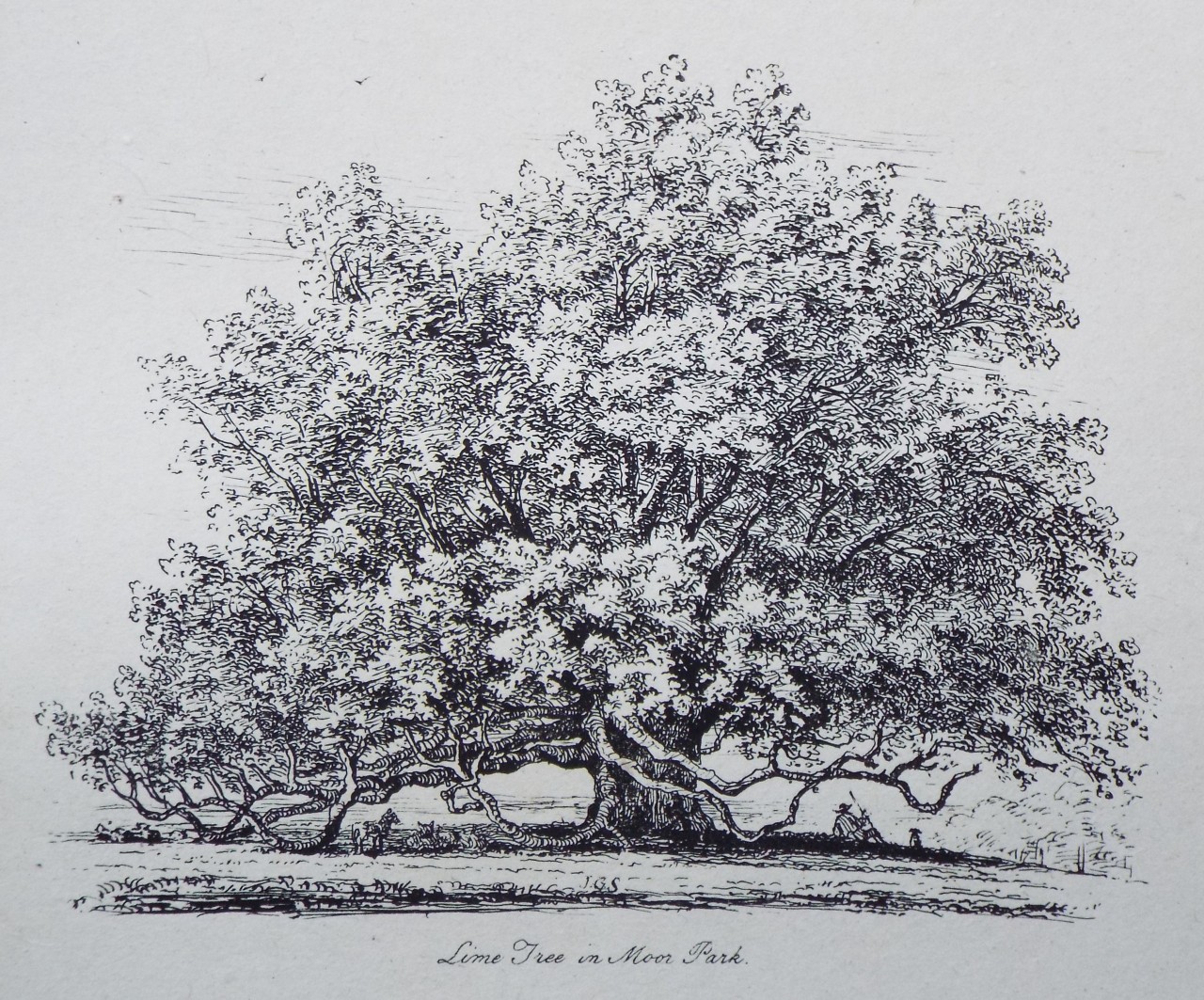 Etching - Lime Tree in Moor Park. - Strutt
