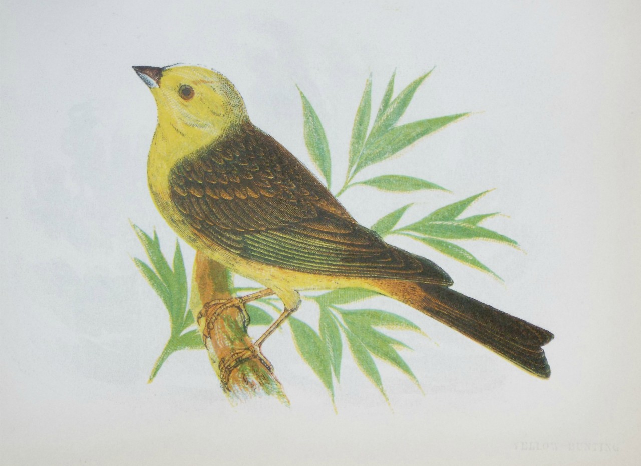 Chromo-lithograph - Yellow Bunting.