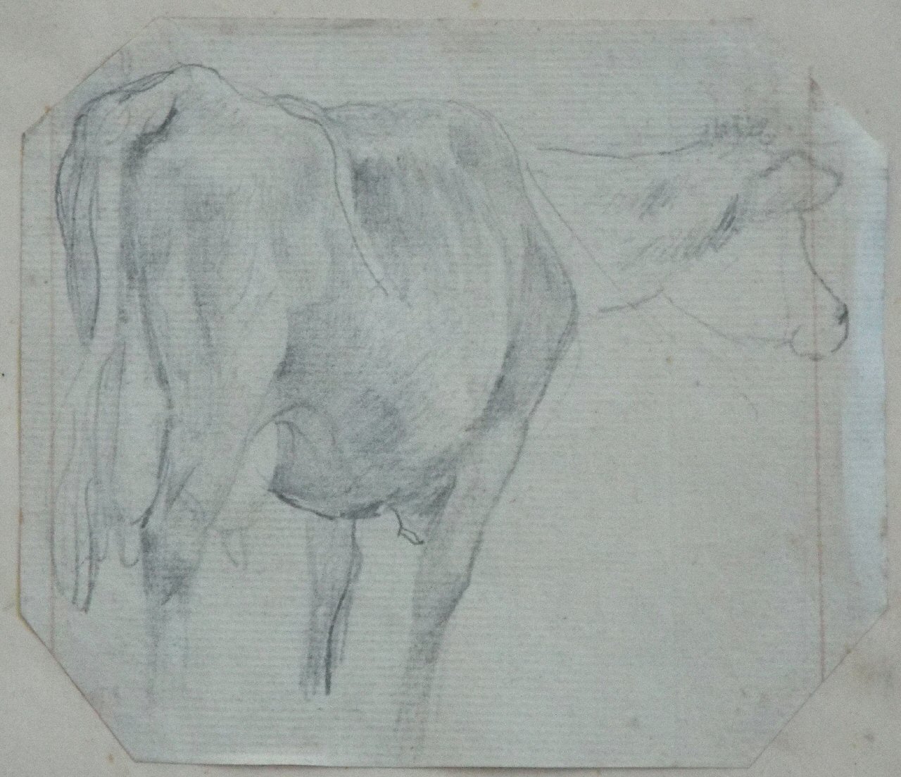 Pencil sketch - (Cow)