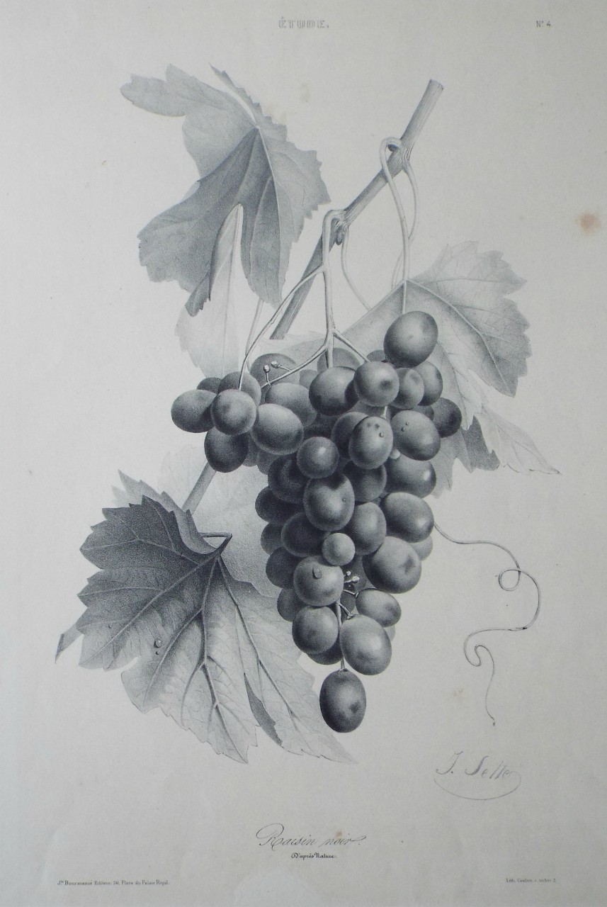 Lithograph - Etude. Raisin noir. D'Apres Nature. - Sette