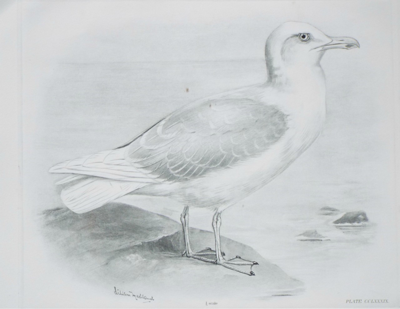 Gravure - Herring gull?