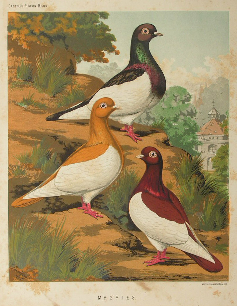 Chromolithograph - Magpies