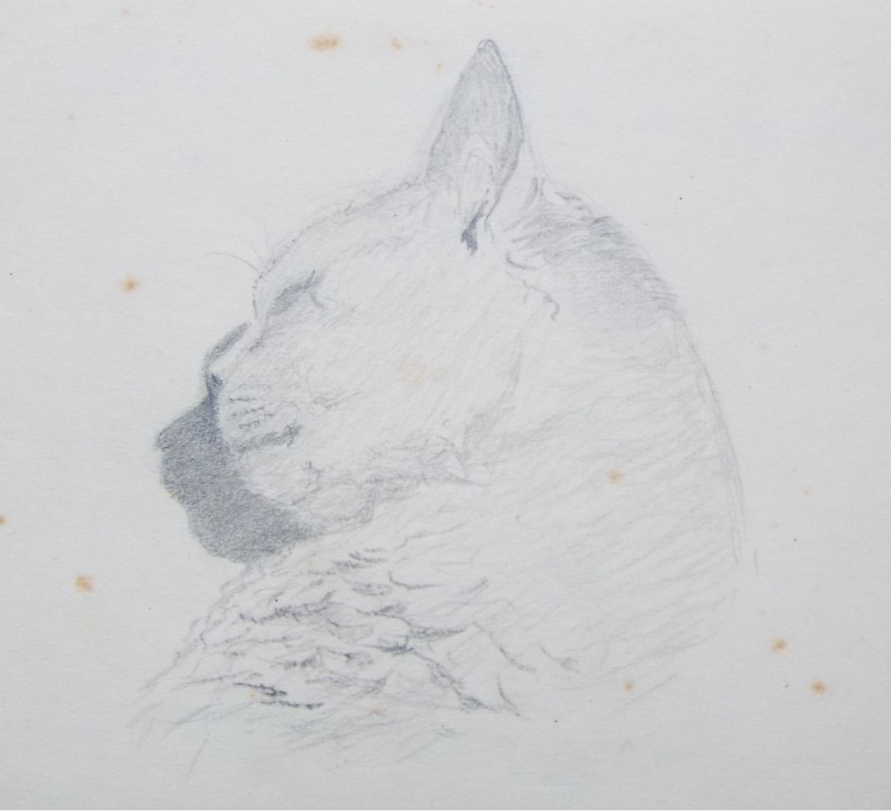 Pencil drawing - Head of a sleeping cat, in profile