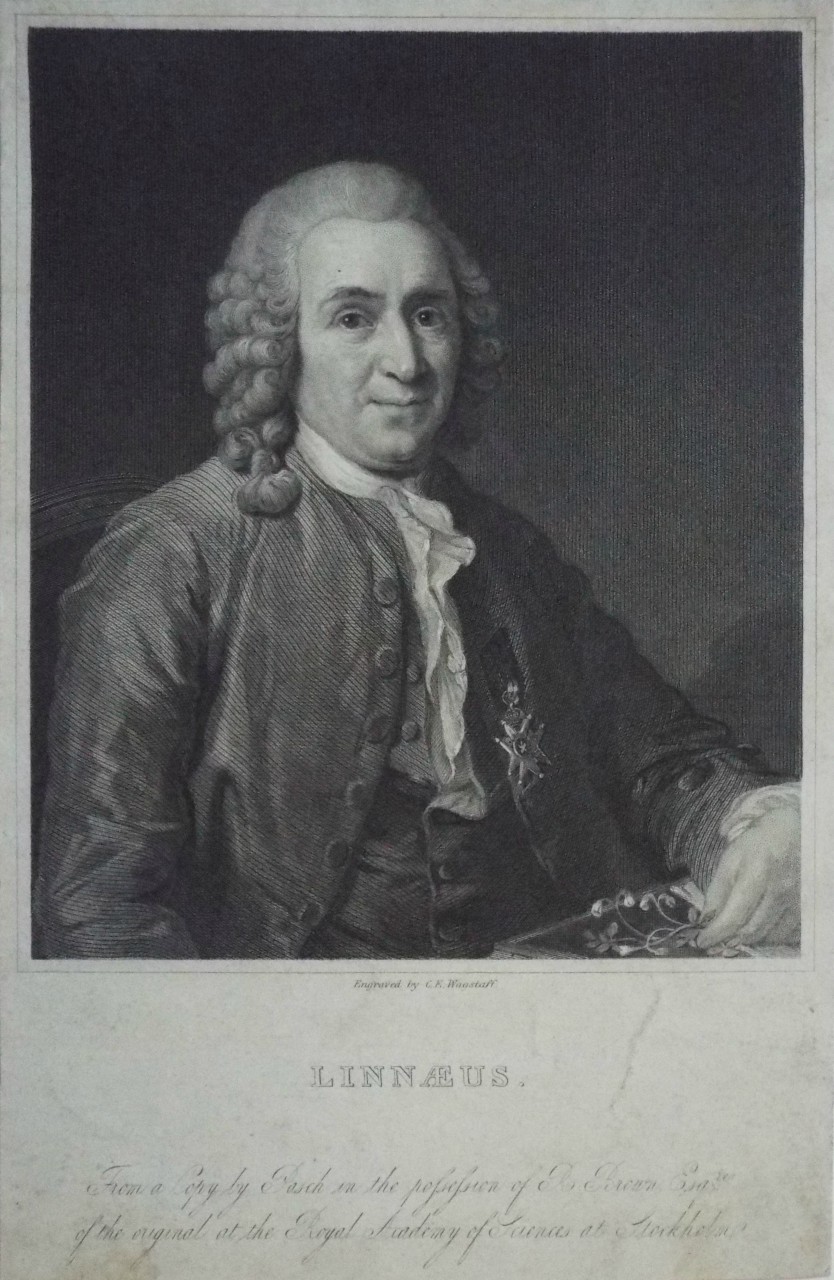 Print - Linnaeus. - Wagstaff