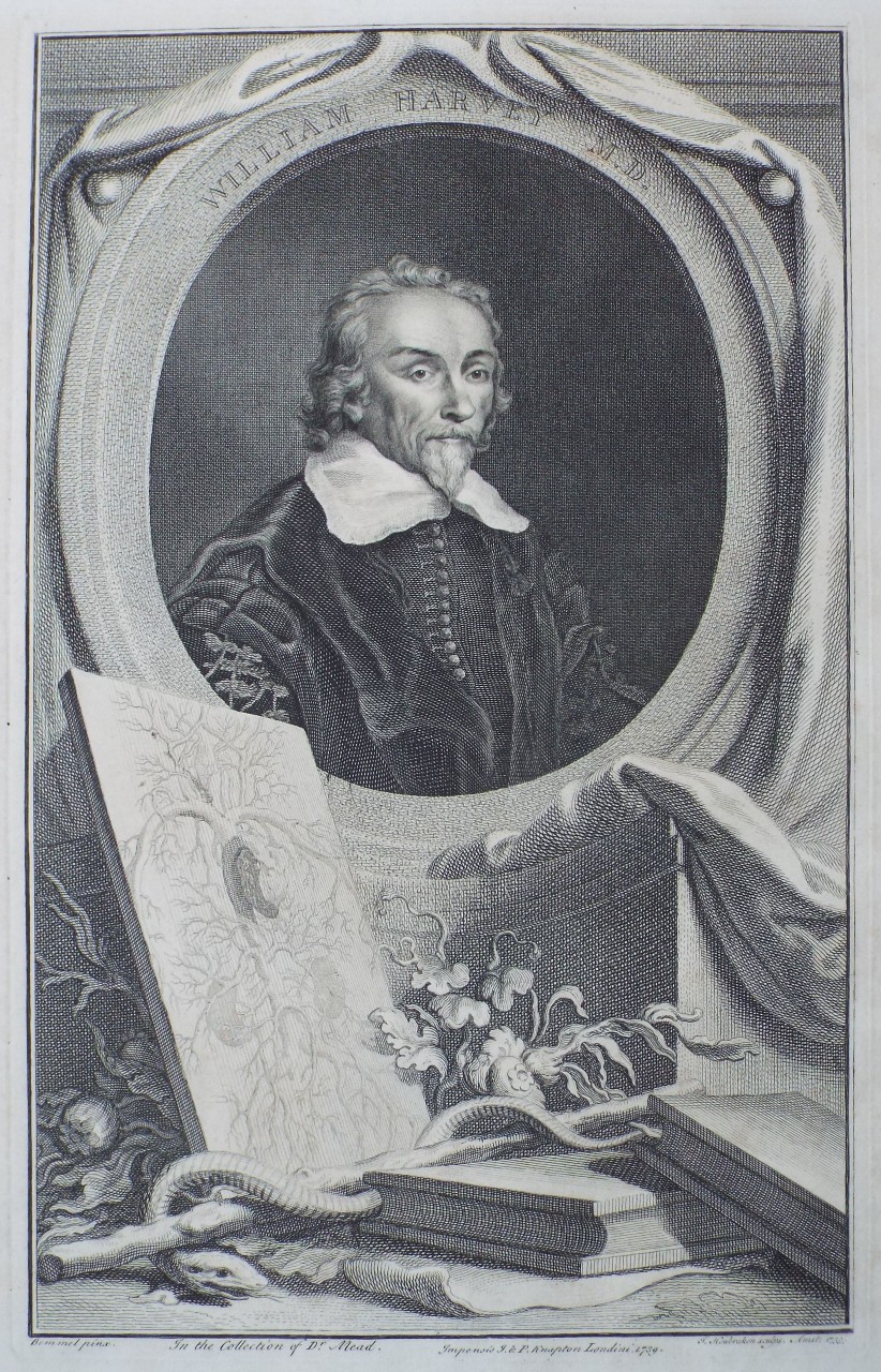 Print - William Harvey M. D. - Houbraken