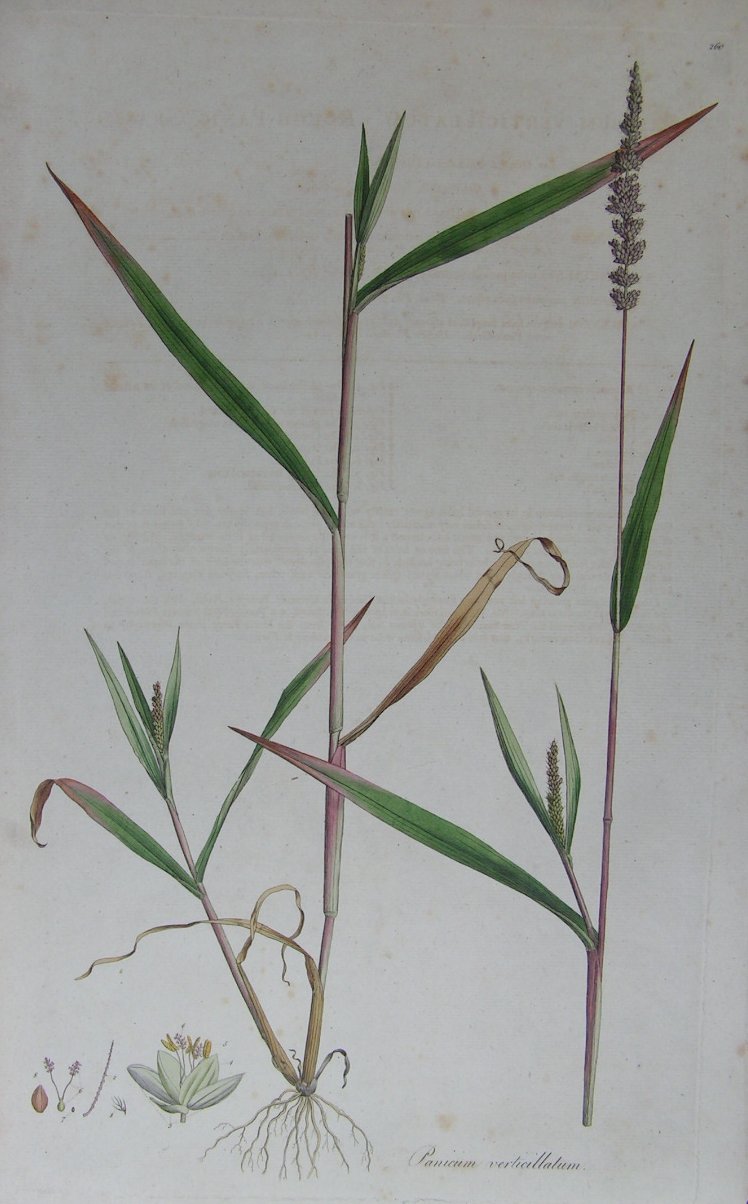 Print - Panicum verticillatum