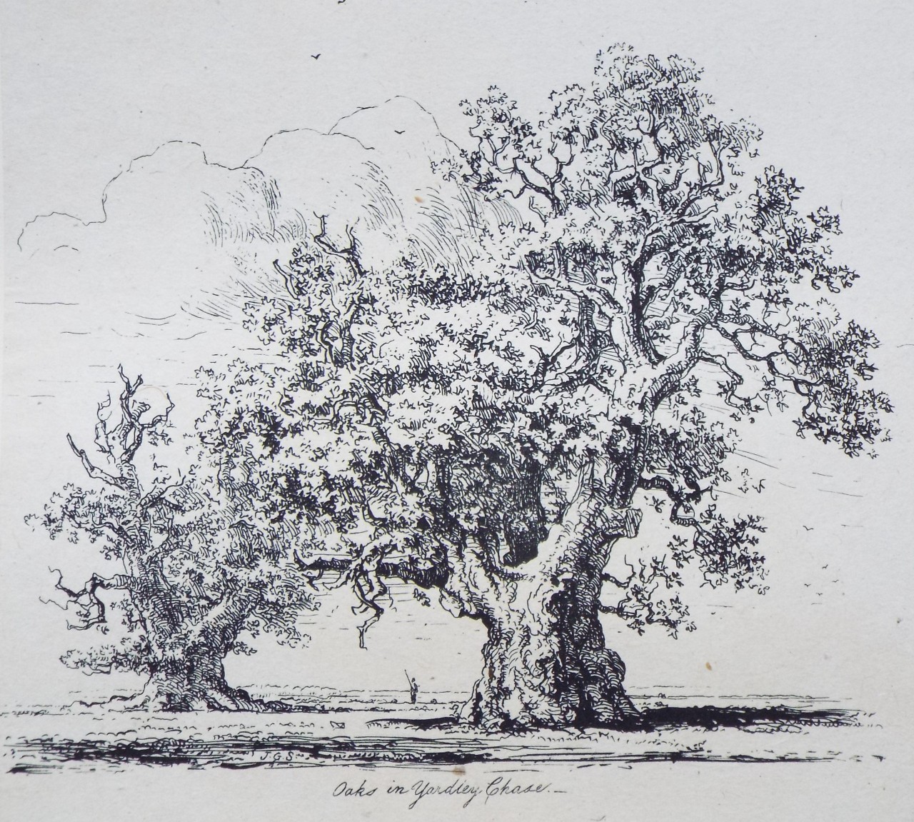 Etching - Oaks in Yardley Chase. - Strutt