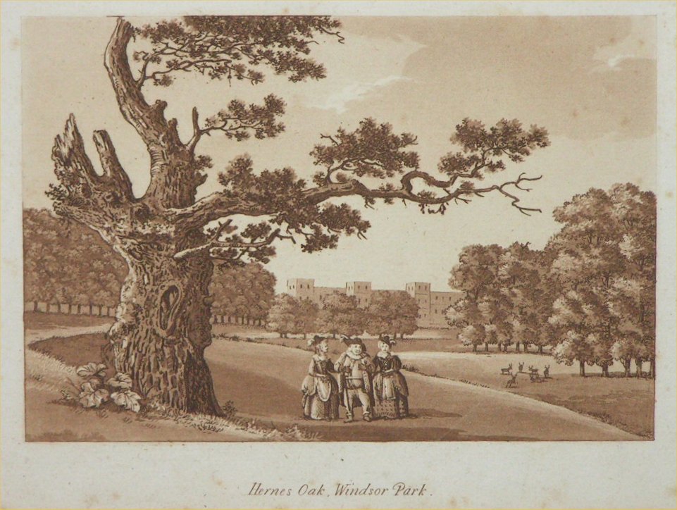 Aquatint - Hernes Oak, Windsor Park - Ireland