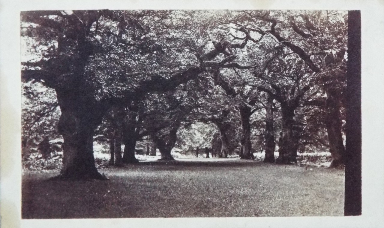 Photograph - Savernake