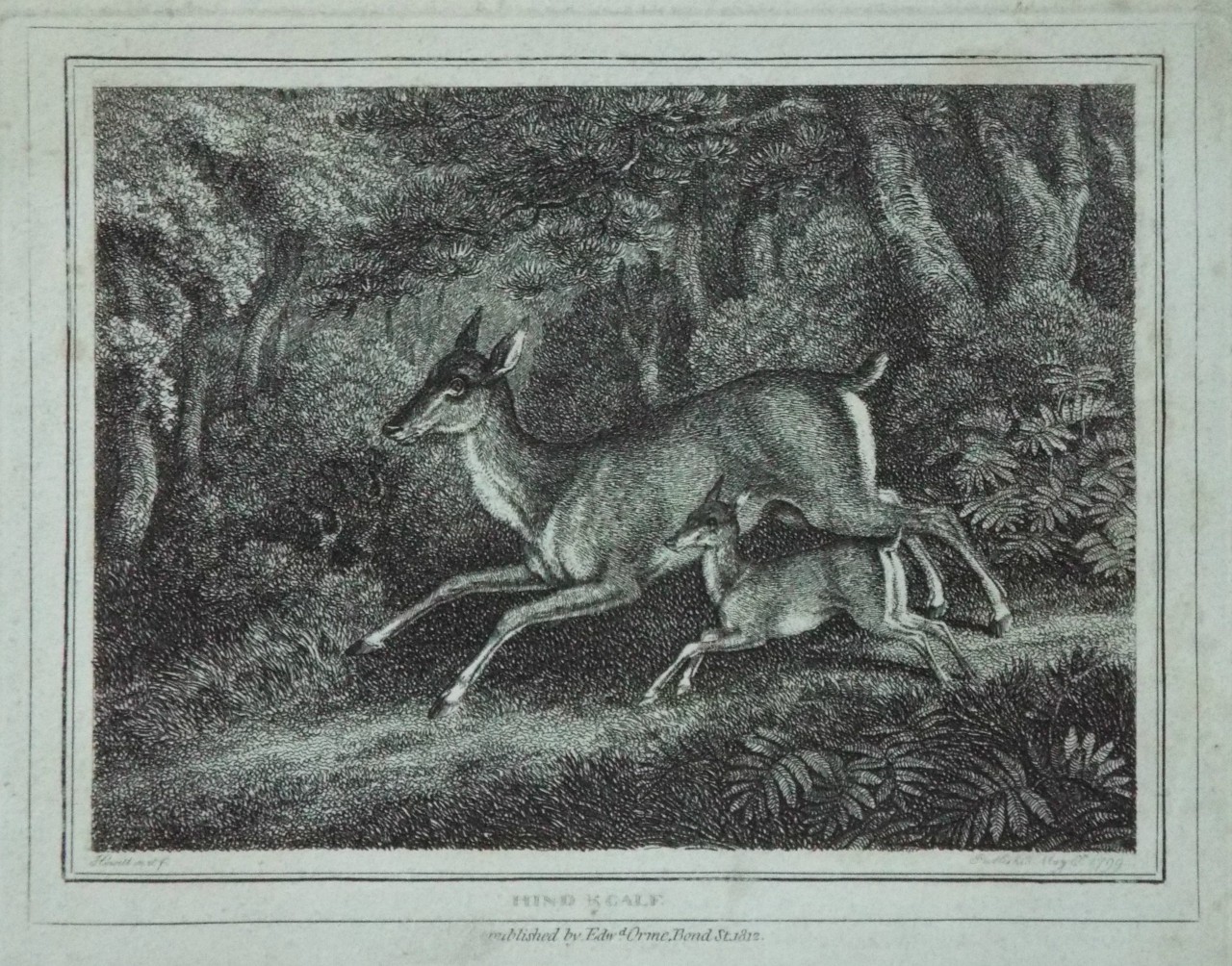 Print - Hind & Calf - Howitt