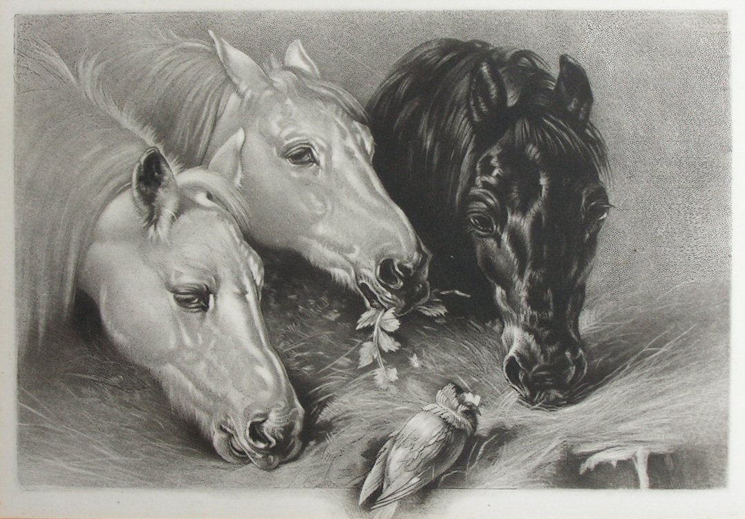 Mezzotint - (Three Horses eating)