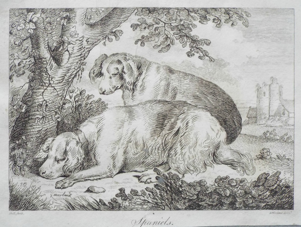 Etching - Spaniels. - 
