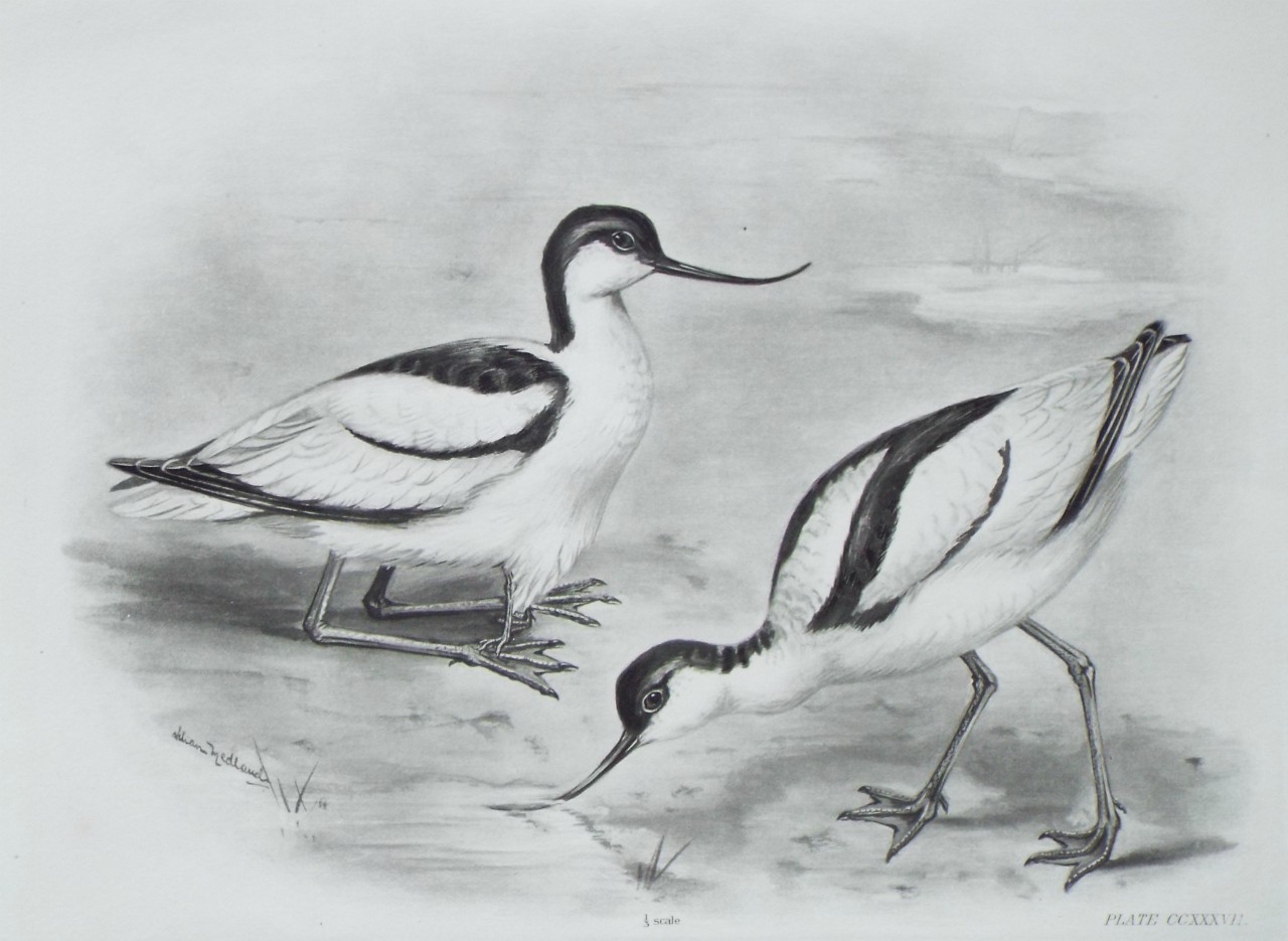 Gravure - Avocets