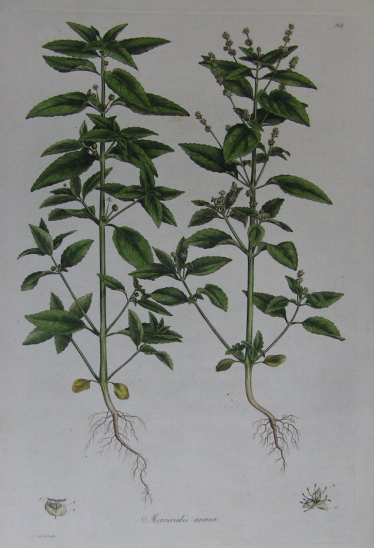 Print - Mercurialis annua - 