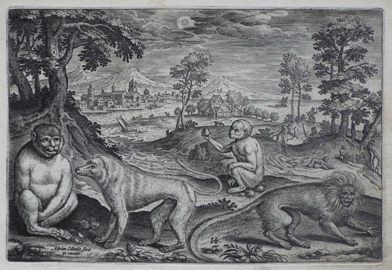 Print - Plate 14: Four various monkeys - Collaert