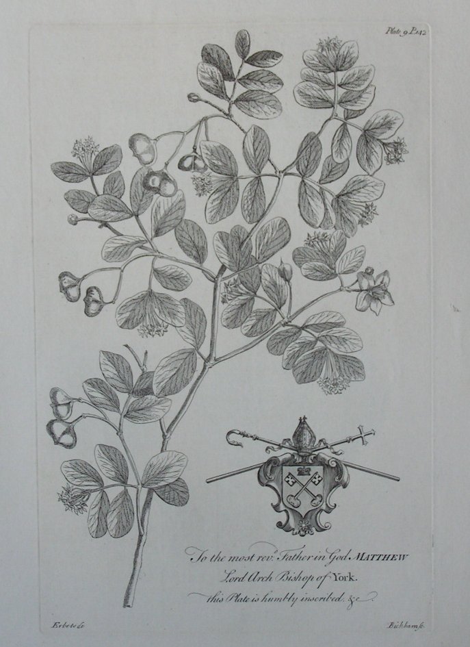 Print - (Unidentified tree foliage & fruit) To the most revd Father in God Matthew Lord Arch Bishop of York - Bickham