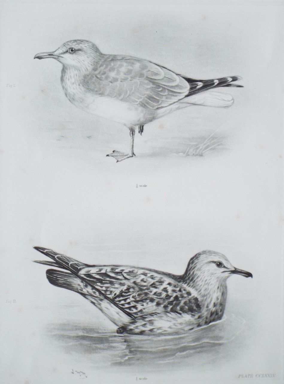 Gravure - Gulls