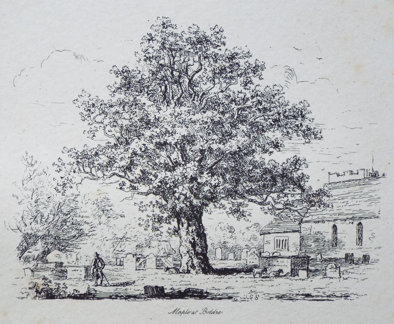 Etching - Maple at Boldre. - Strutt