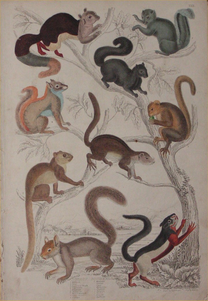 Print - 030 Sciurus, Sqirrels - Milne