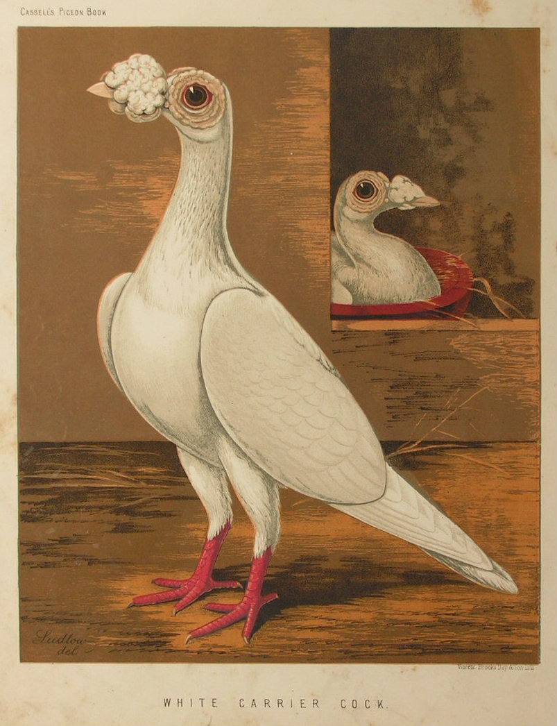 Chromolithograph - White Carrier Cock