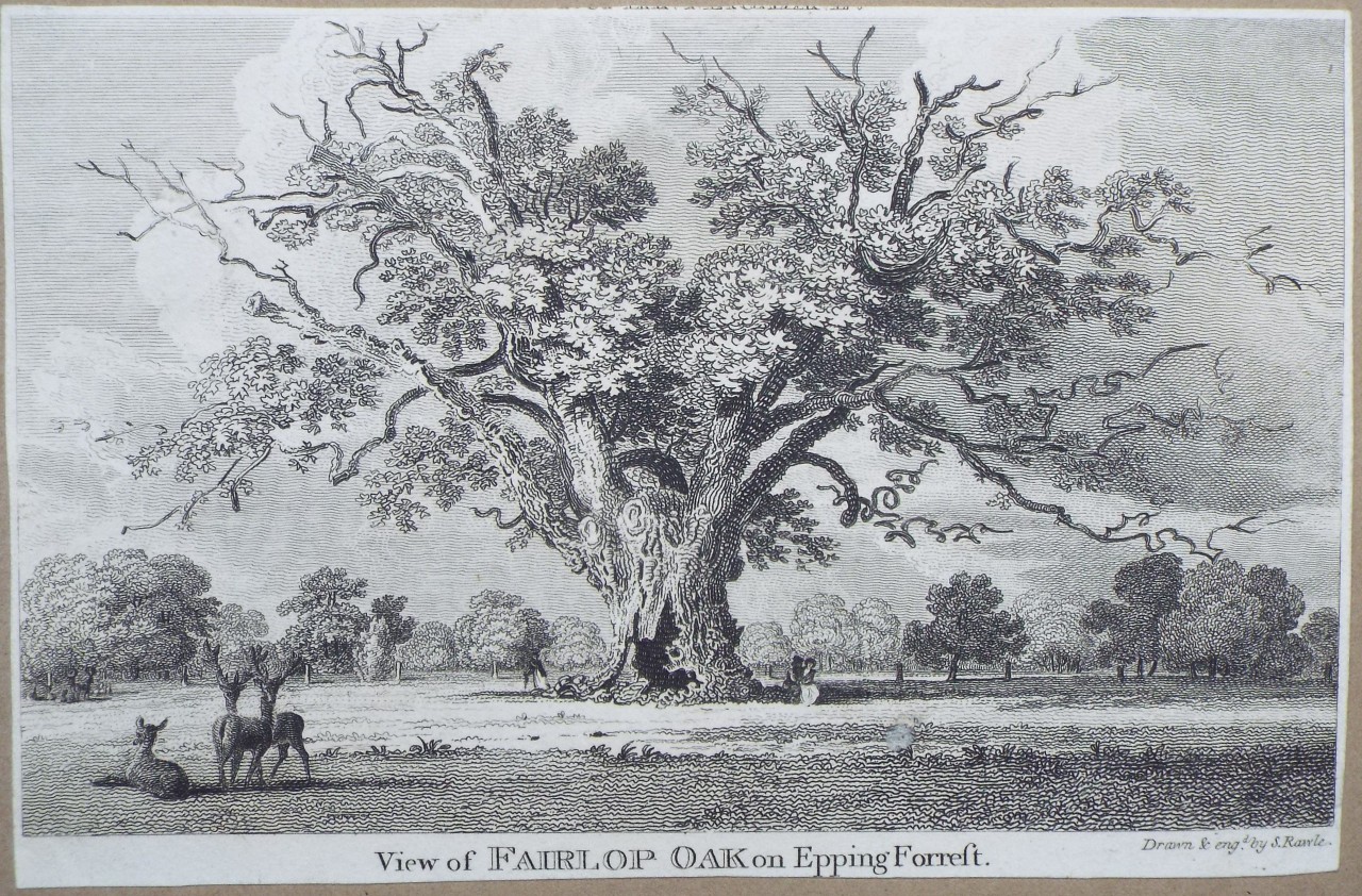 Print - View of Fairlop Oak on Epping Forrest. - Rawle