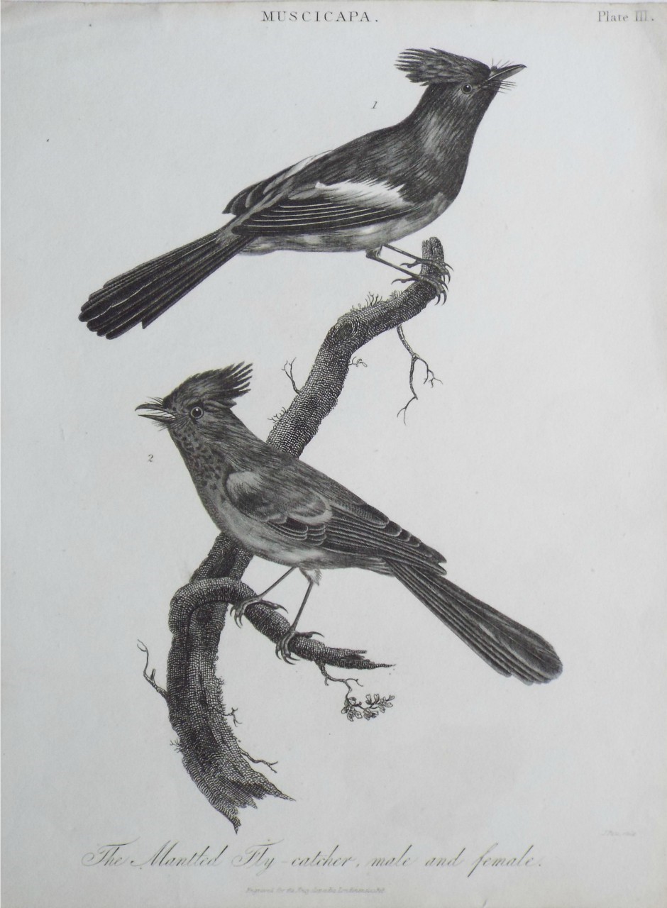 Print - Muscicapa. The Mantled Fly-catcher, male and female. - Pass