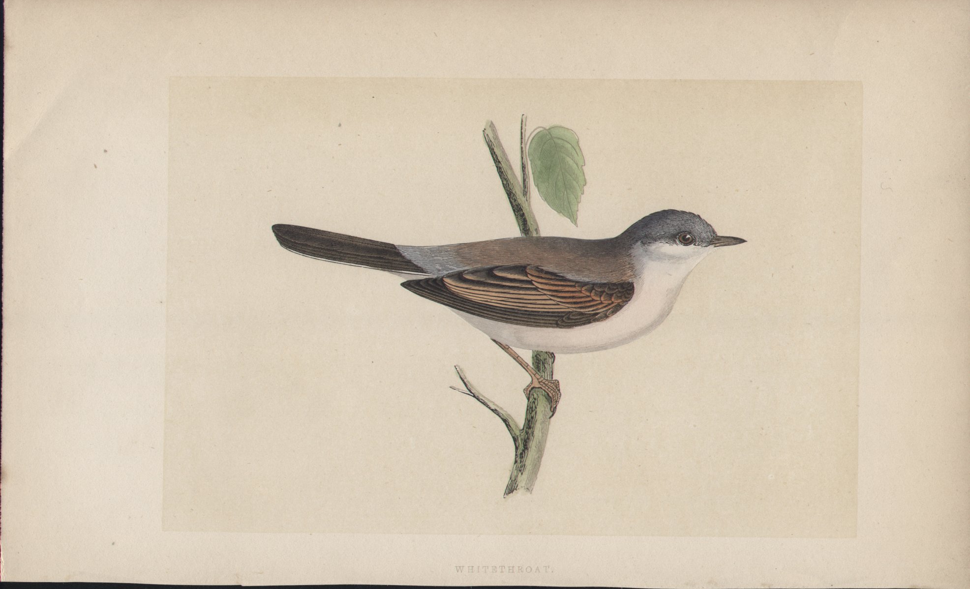 Wood - Whitethroat - Fawcett