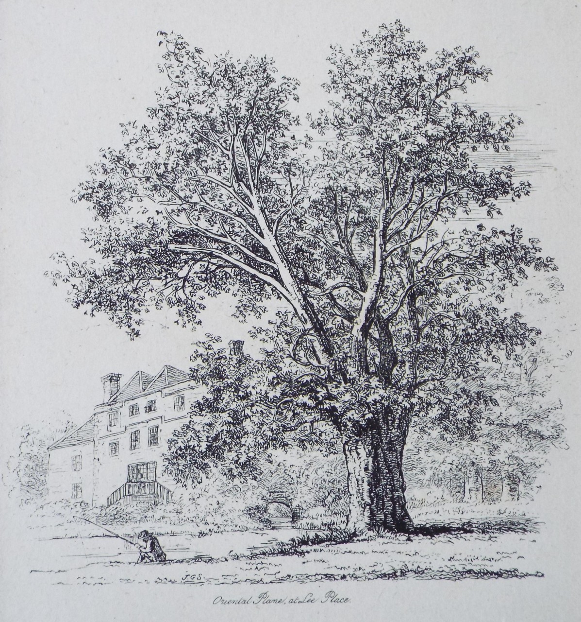 Etching - Oriental Plane, at Lee Place. - Strutt