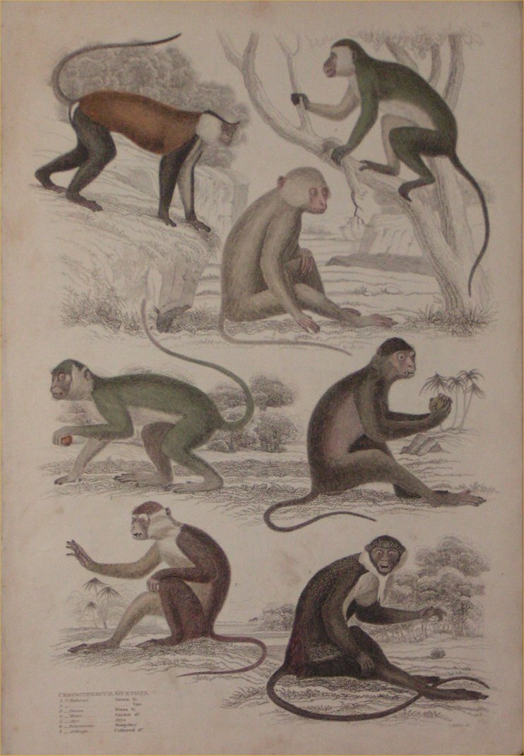 Print - 003 Cercopithecus, Guenons - Milne