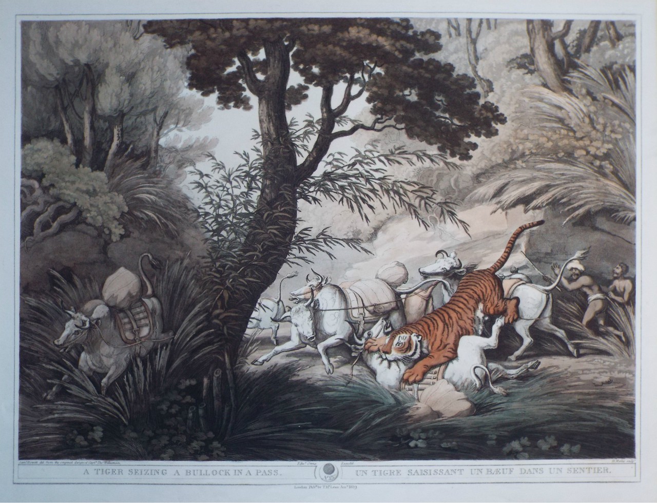 Aquatint - A Tiger Siezing a Bullock in a Pass. - Merke