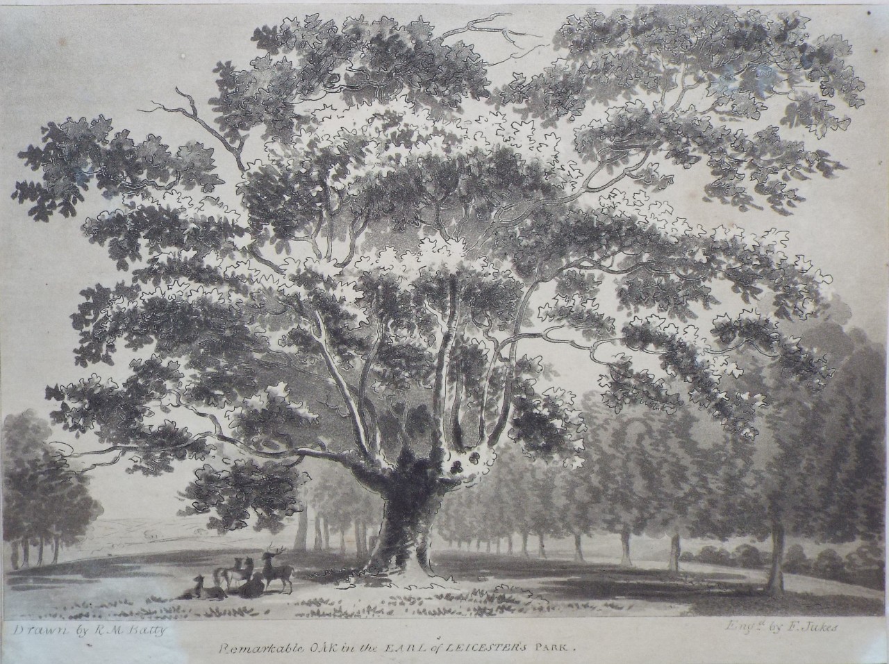 Aquatint - Remarkable Oak in the Earl of Leicester's Park. - Jukes