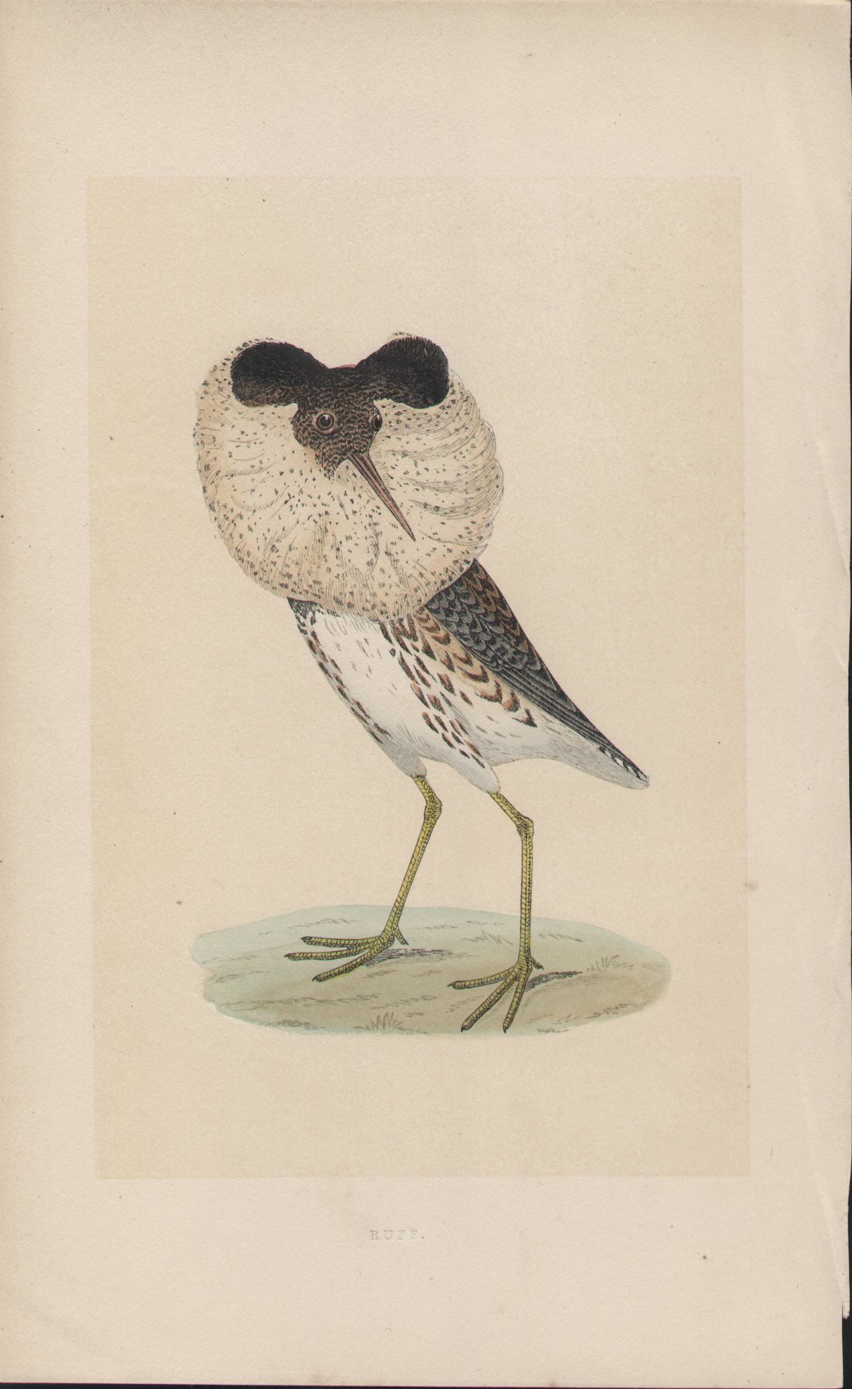 Wood - Ruff - Fawcett